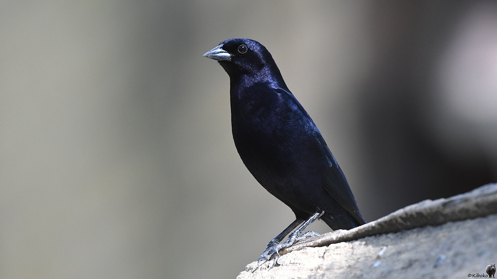Kleiner schwarzer Vogel mit violetten Schimmer