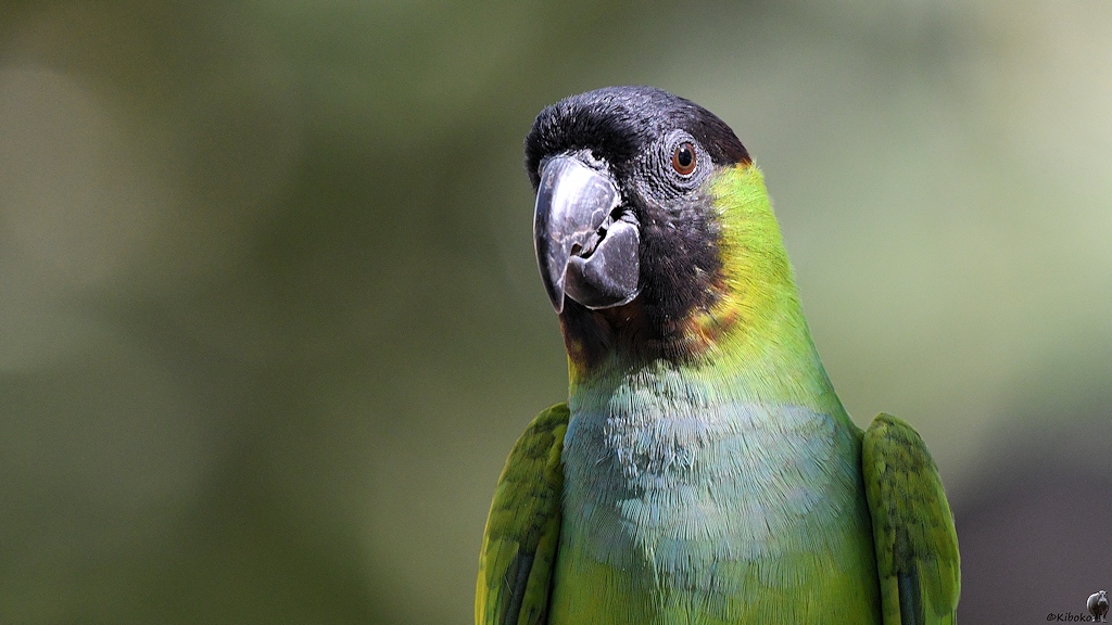 Porträt eines grün-bläulichen Papageis mit schwarzem Kopf