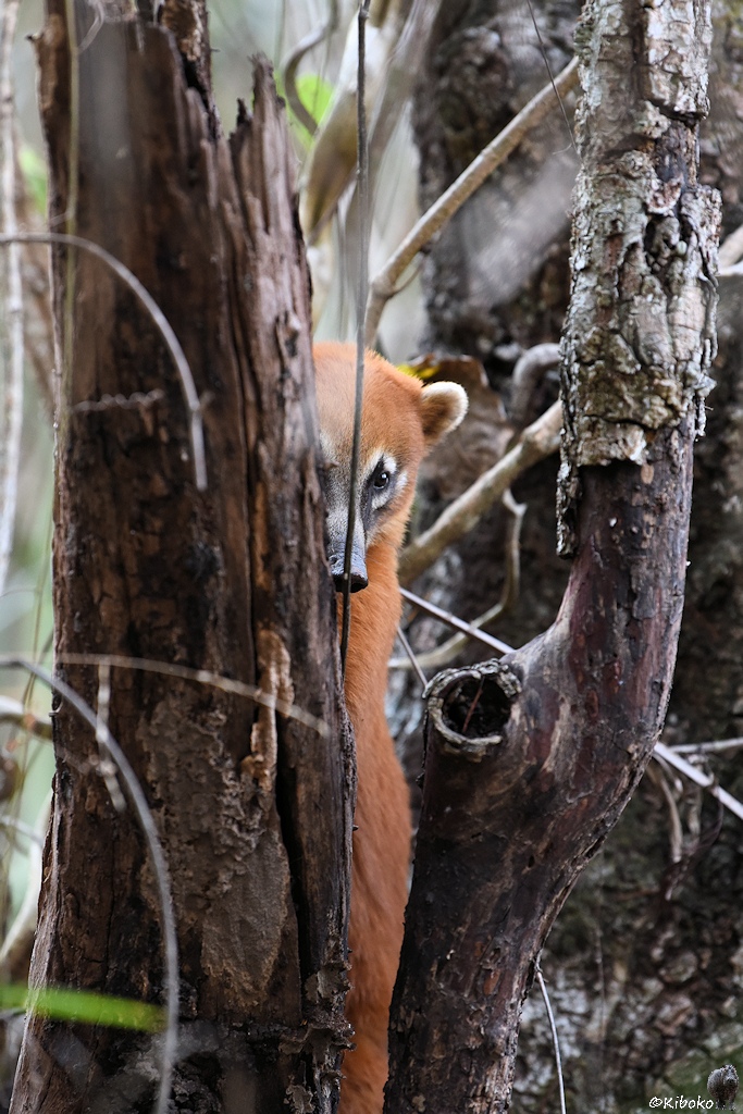 Nasenbär steht auf den Hinterpfoten hinter einen Baum und schaut am Stamm vorbei