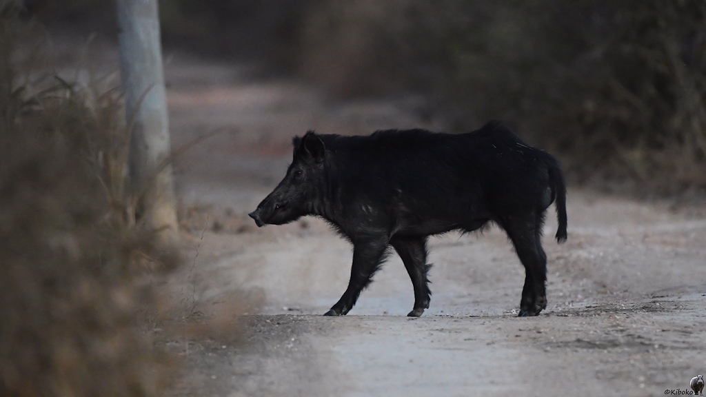 Ein schwarzes Schwein überquert die Strasse