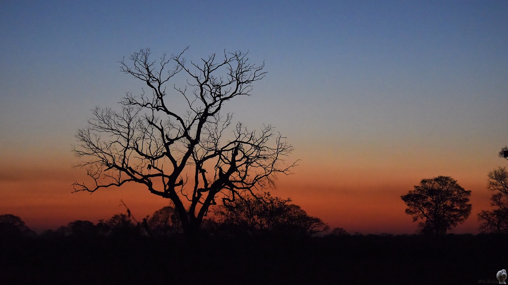 Trockener Baum vor orangerot gefärbtem Horizont