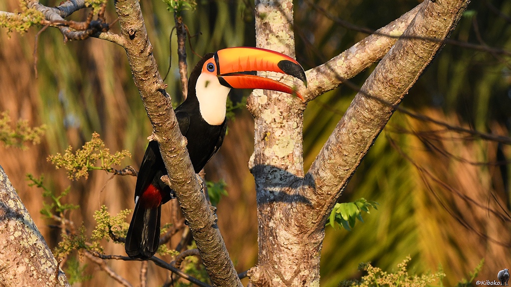Großer schwarzer Vogel mit weißem Latz, gelbem Gesich und riesigem gelb-orangenen Schnabel sitzt in einem Baum im Abendlicht