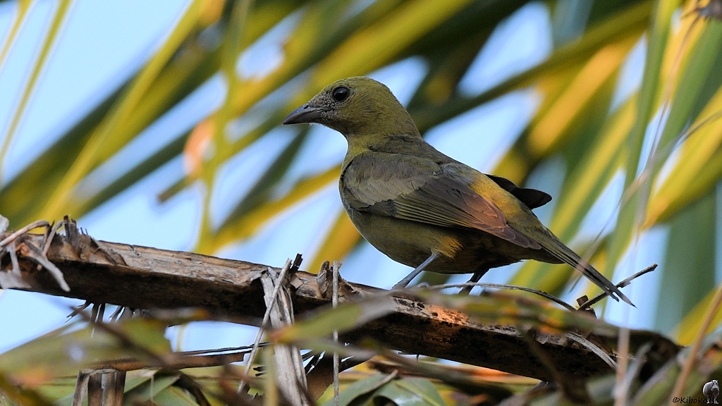 Kleiner olivgrauer Vogel auf einem Palmenzweig