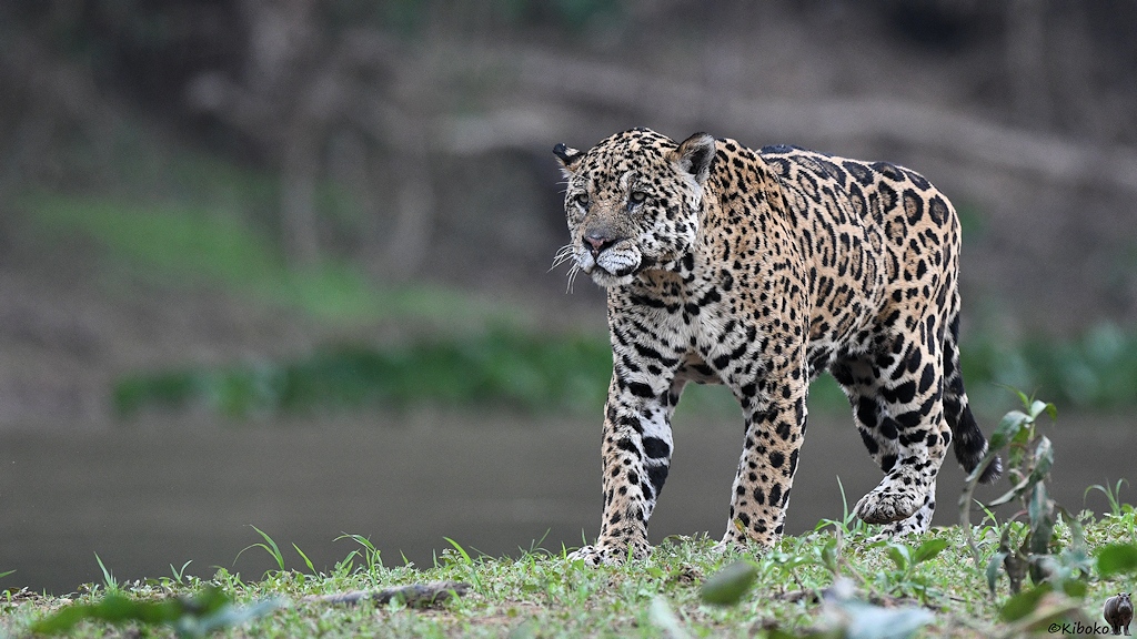 Angespannter Jaguar auf der Jagd