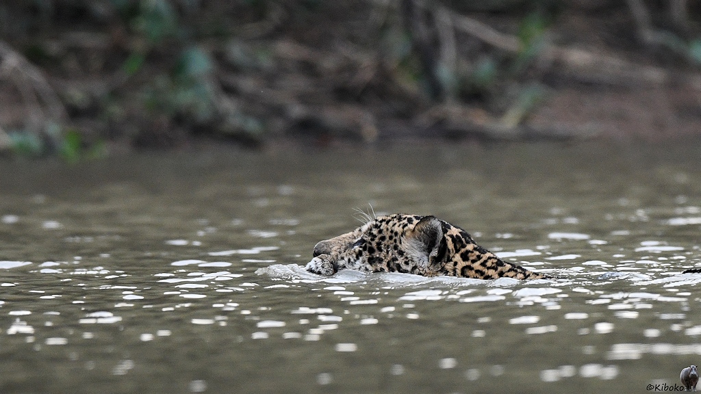 Jaguar schwimmt im Fluss. Nur die Nase, Augen und Ohren sind über dem Wasser