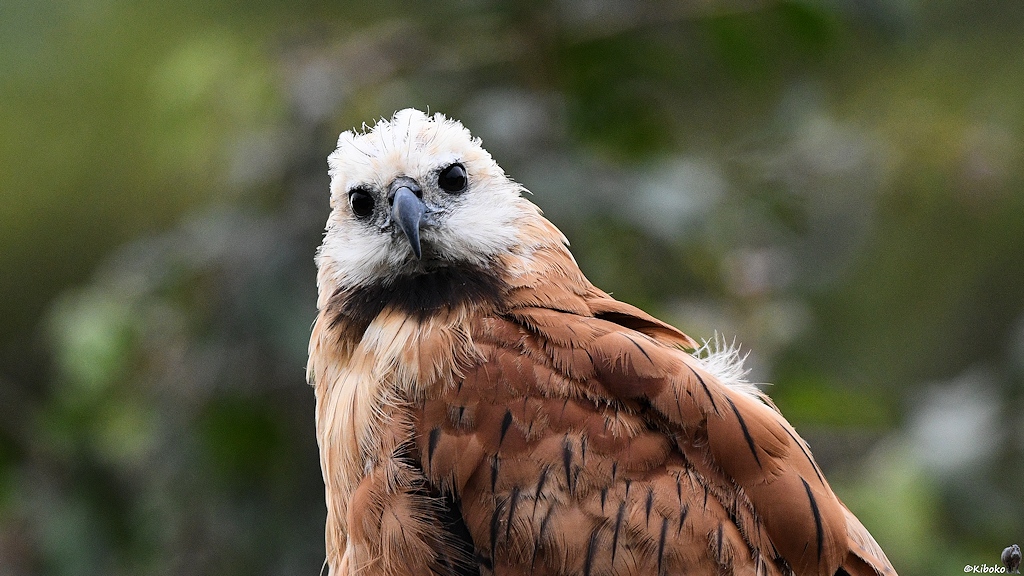 Porträt eines braunen Raubvogels mit hellgrauem Kopf und schwarzer Kehle