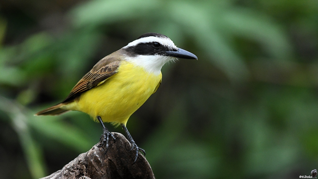 Kleiner Vogel mit gelbem Bauch, schwarzem Rücken, weißen Kopf mit schwarzer Maske und massiven schwarzem Schnabel