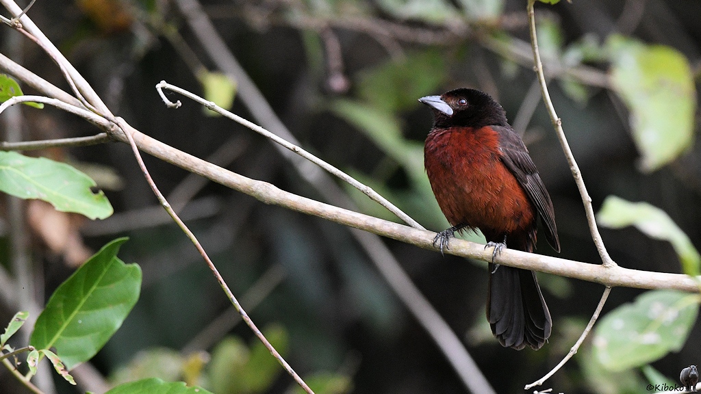 Kleiner dunkelbrauner Vogel mit rotbraunem Bauch, schwarzem Kopf und kurzen, silbernen Schnabel