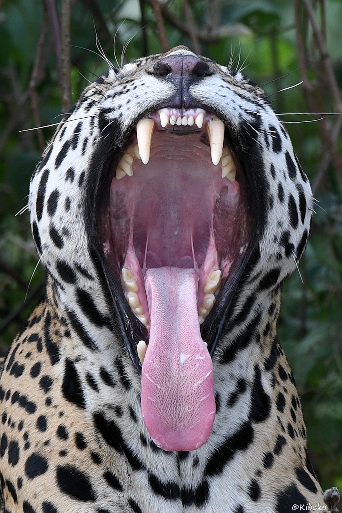 Hochformataufnahme des Jaguarkopfes beim Gähnen. Die Zunge hängt weit heraus.