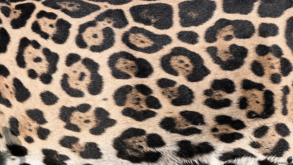 Detailaufnahme vom Jaguarfell