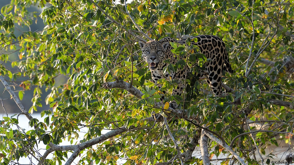Jaguar in der Baumkrone eines umgekippten Baumes