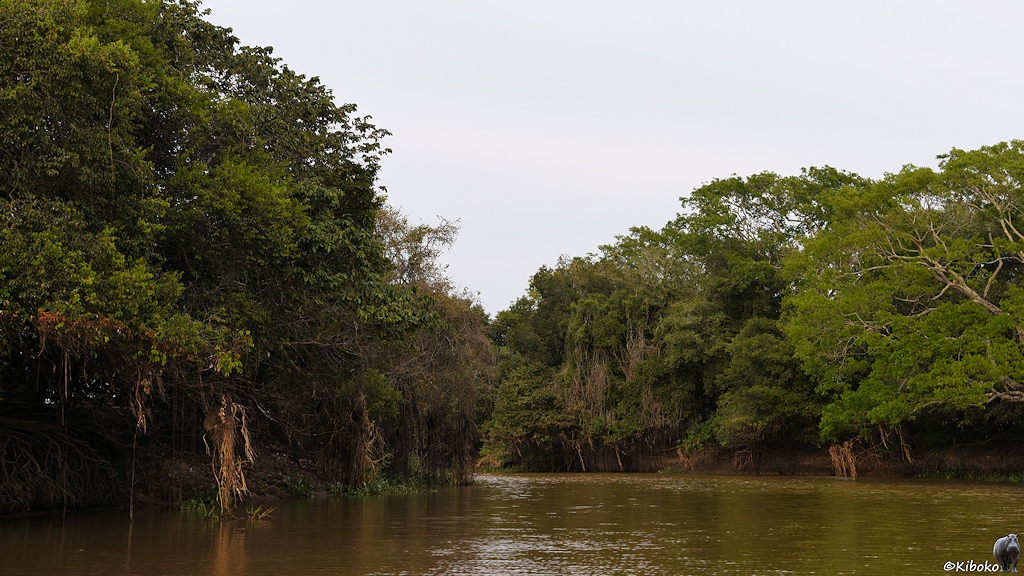 Schmaler Seitenarm des Flusses. Große Bäume ragen mit ihren Kronen weit in den Fluss hinein.