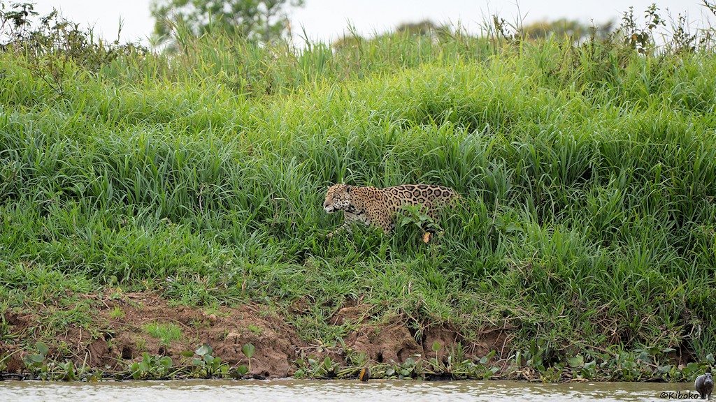 Jaguar läuft am Ufer entlang und verläßt gerade das hohe Gras.