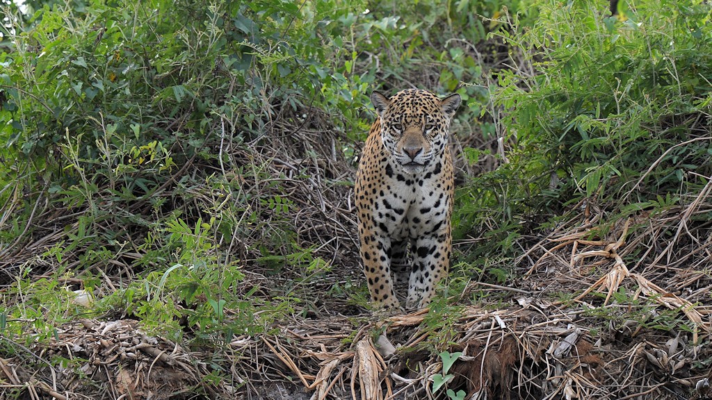 Der Jaguar schaut direkt auf Kiboko