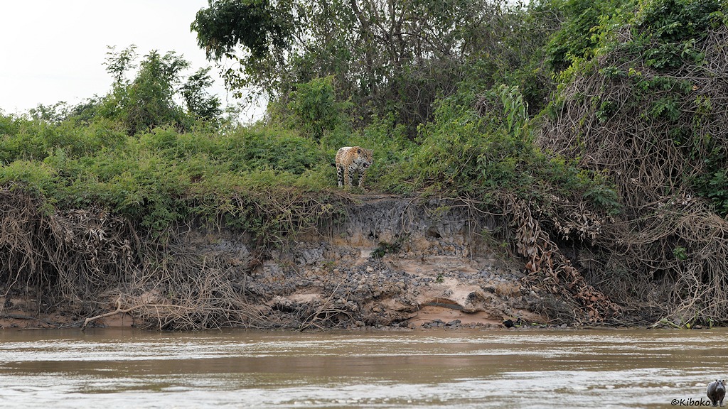 Jaguar steht oben am Steilufer und blickt auf dem Fluss