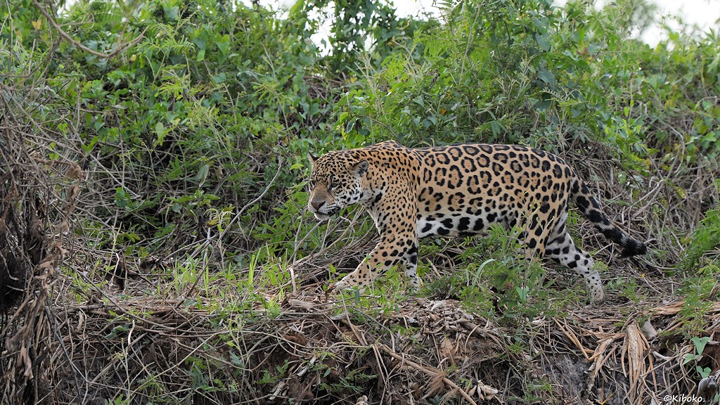 Jaguar läuft am Steilufer entlang.