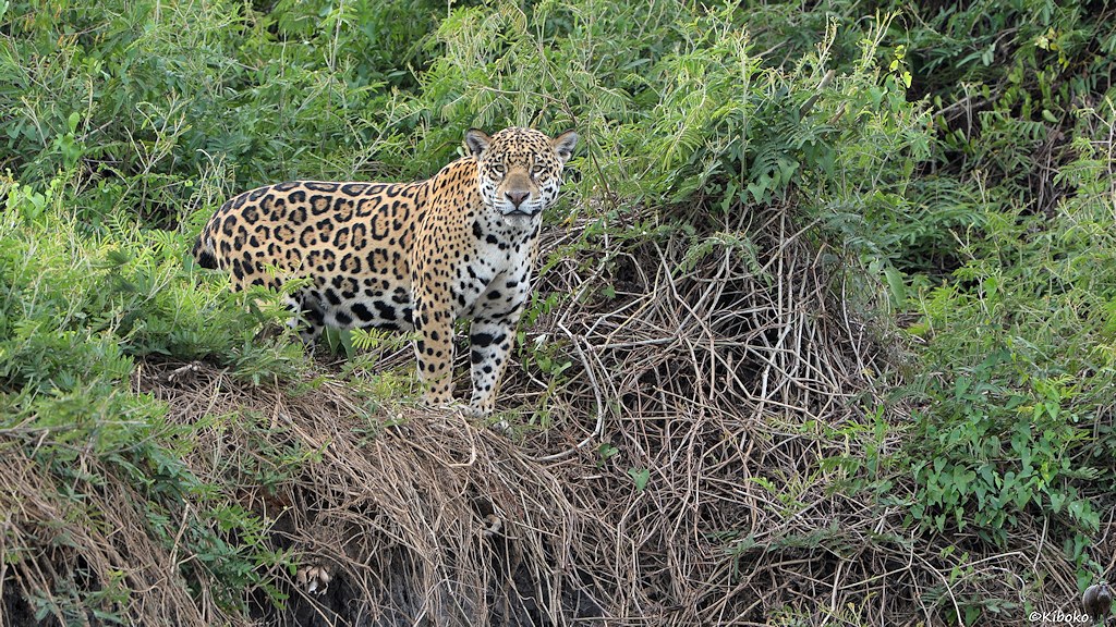Jaguar schaut wieder vom Steilufer herunter.