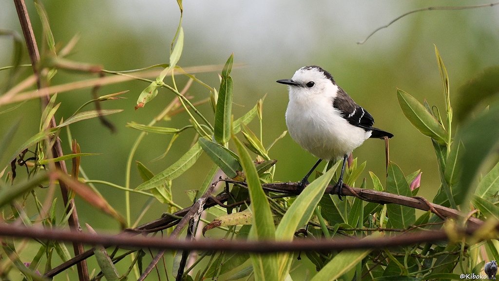 Kleiner weißer Vogel mit schwarzem Rücken und kurzen schwarzen Schanbel sitz im Grünen