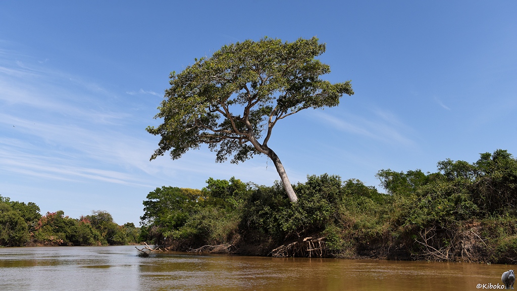 Ein großer Baum steht am braunen Fluss und ragt aus der Ufervegetation heraus