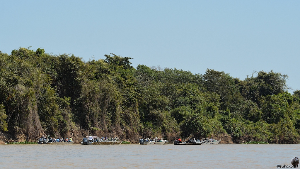 Fünf Boote dümpeln vor einem dicht bewachsenen Ufer.