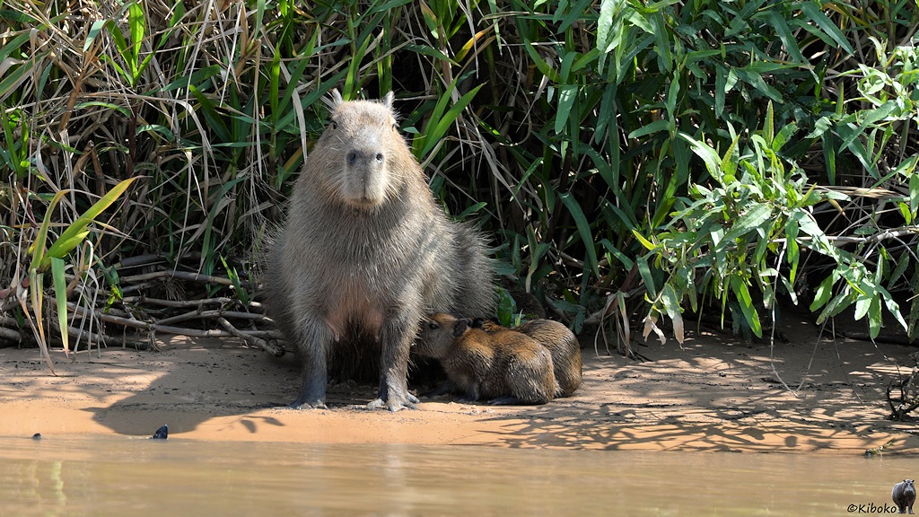 Capybara mit drei Babys steht am Fluss. Die Babay sind an der Milchbar