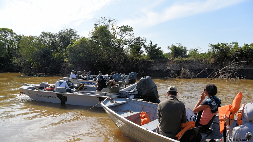 Drei Boote auf dem Fluss vor einem schalfenden Jaguar im Hintergrund