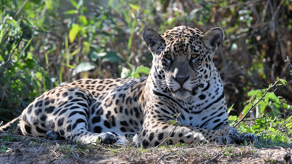 Jaguar schaut mit gehobenen Kopf