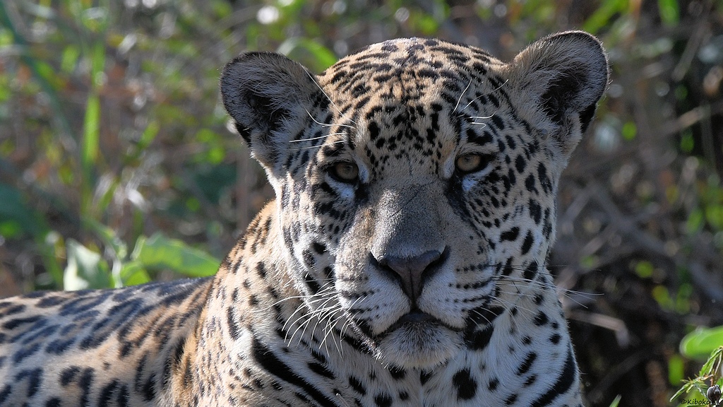 Porträt vom Jaguar