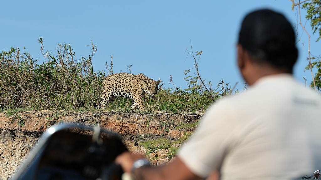 Unscharfer Kapitän im Vordergrund mit scharfem Jaguar im Hintergrund