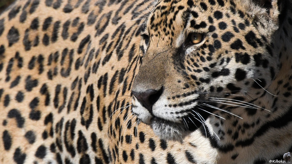 Jaguarporträt mit unscharfem Jaguarrücken im Hintergrund