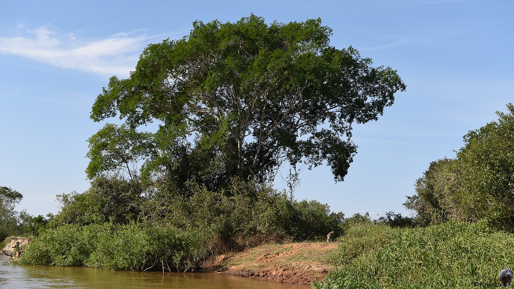 Landschaftsbild mitgroßem Baum und Lichtung mit Jaguar