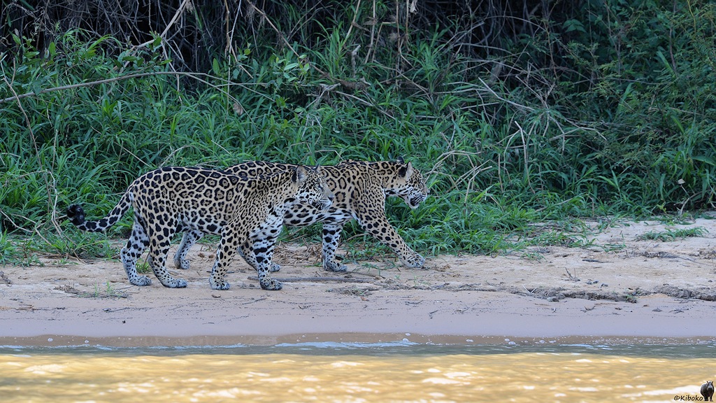 Zwei Jaguare laufen nebeneinander am Strand entlang