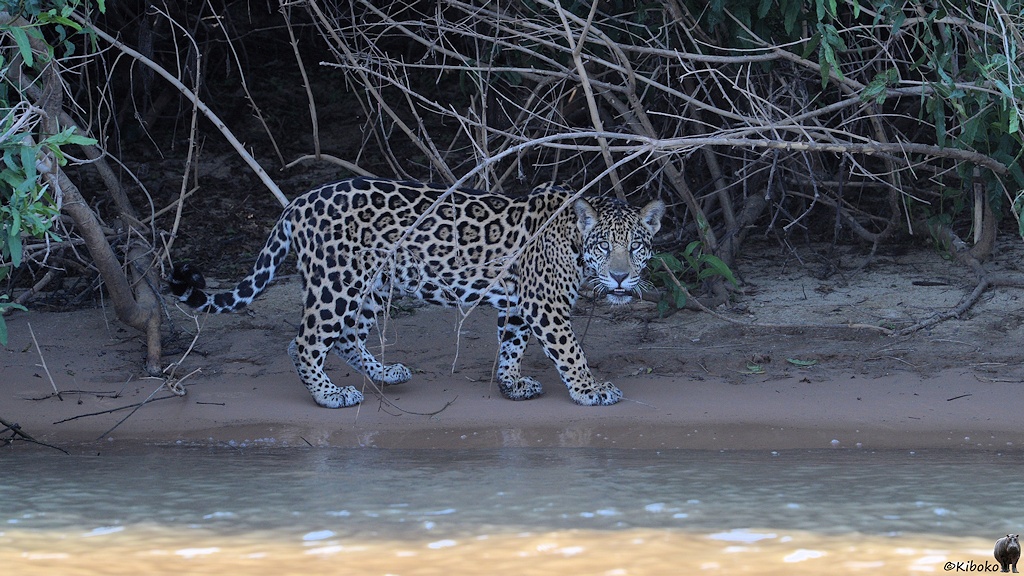 Jaguar schleicht am Ufer entlang