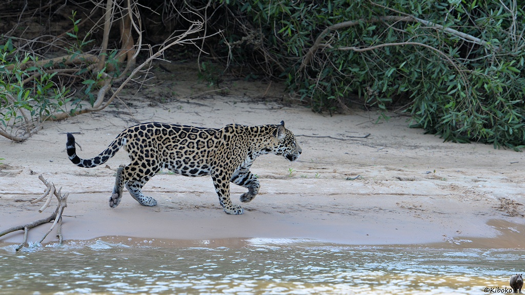 Laufender Jaguar erreicht Stelle, an der der Kaiman lag.