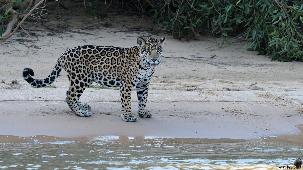 Jaguardame schaut nach fehlgeschlagener Jagd doof aus der Wäsche