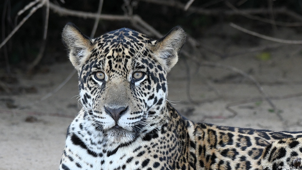 Porträt des Jaguarjungen mit Blickkontakt