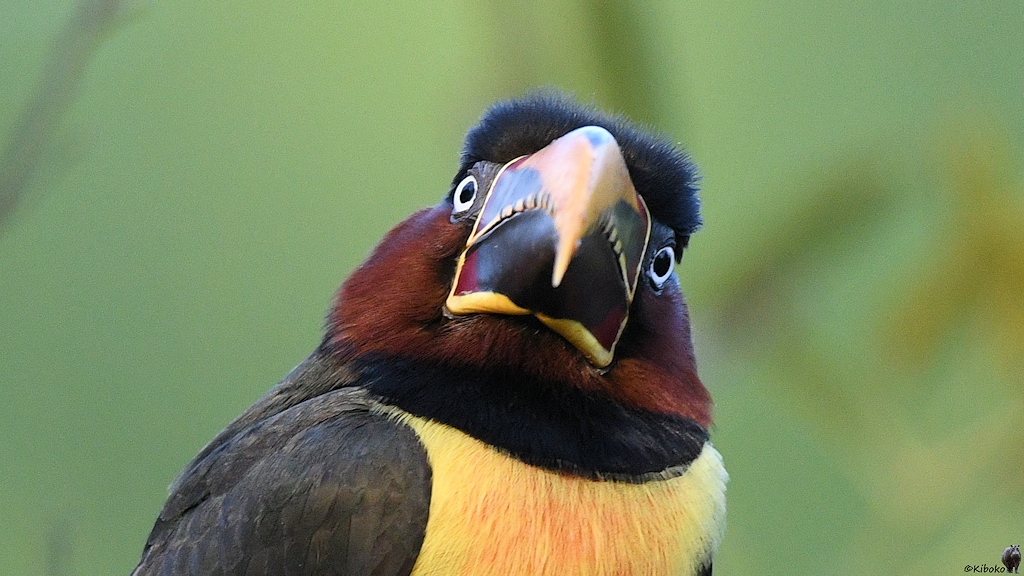 Porträt des Vogels mit dem großen Schnabel direkt von vorn. Die Augen sind scharf. Der Schnabel ist unscharf