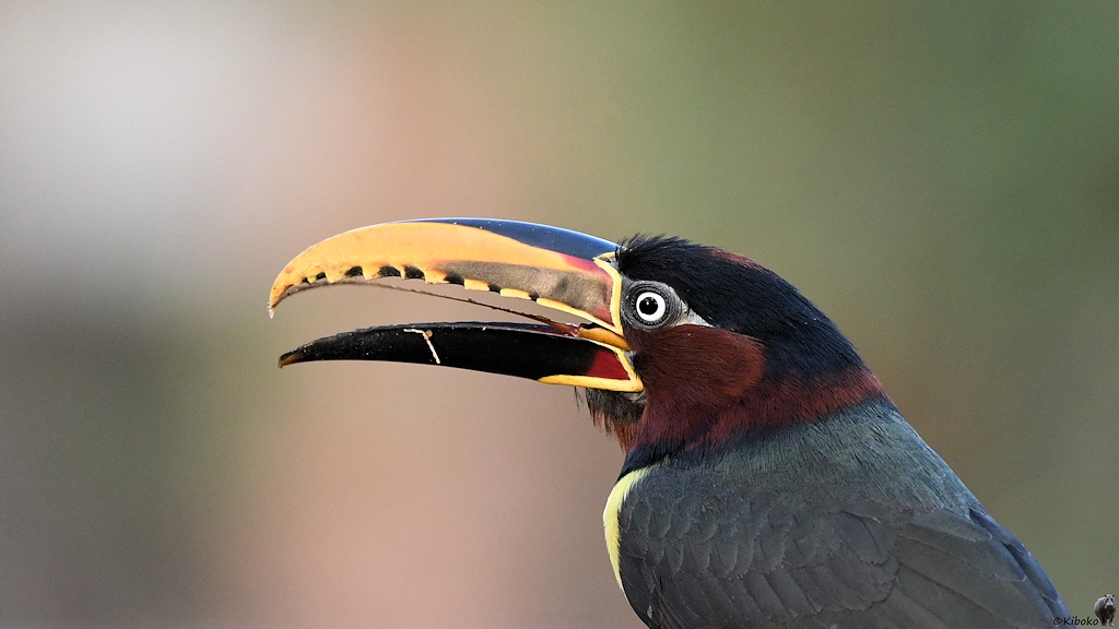 Porträt eines dunkeln Vogels mit großem, gelben, leicht geöffnetem Schnabel