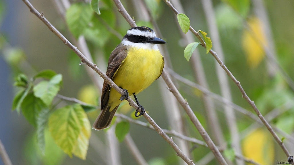 Kleiner Vogel mit gelbem Bauch, braunen Flügeln, weißem Kopf mit schwarzer Maske