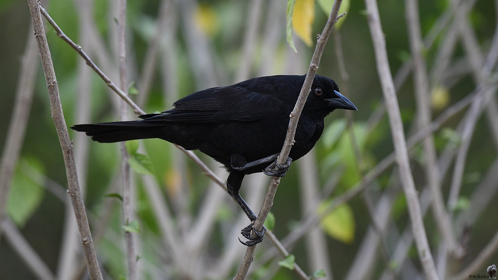 Schwarzer Vogel mit rötlichem Auge