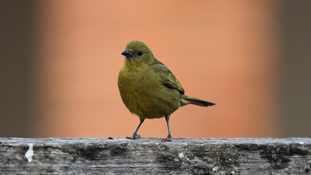 Grünlicher Vogel sitzt auf einen Balken. Der Hintergrund wird angeleuchtet