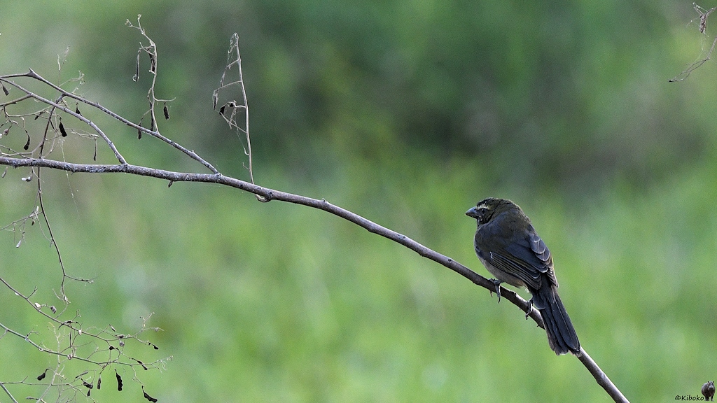 grau-oliver Vogel mit kurzen weißem Streifen über dem Auge.