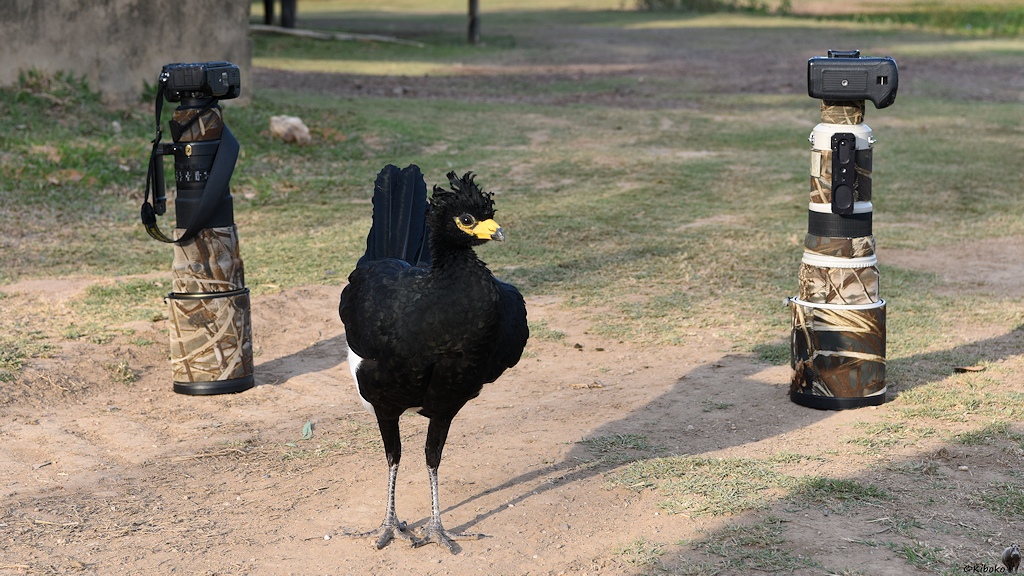 Großer, schwarzer Vogel mit gelbem Schanbel steht zwischen zwei Kameras mit 500mm Objektiven