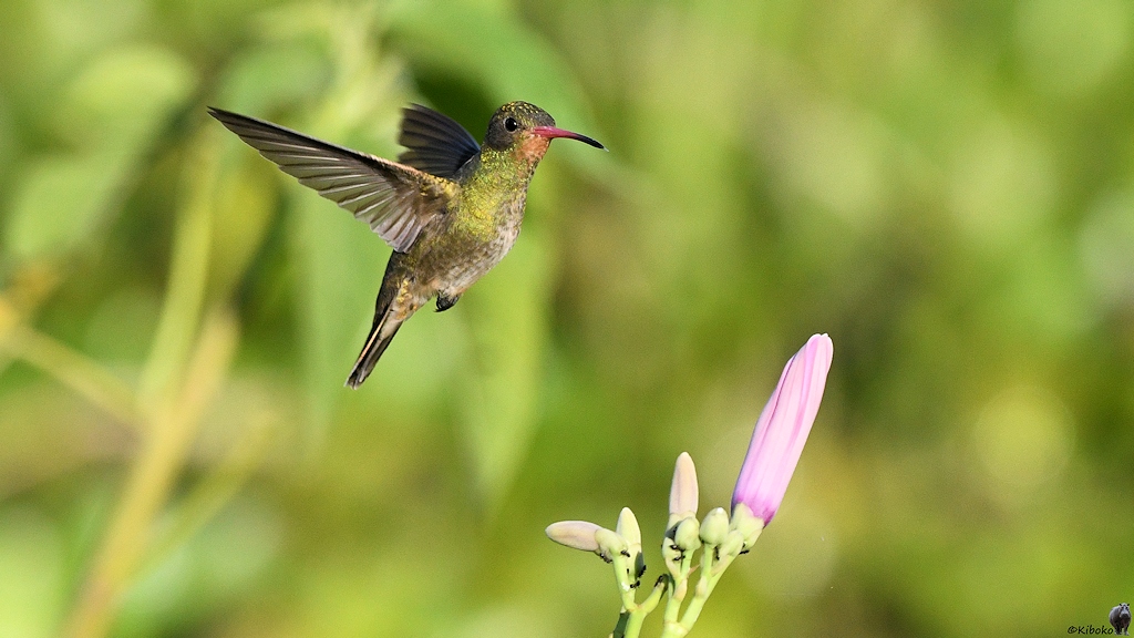 Grüner Kolibri mit rot-schwarzem Schnabel, orangener Kehle und hellem Bauch fliegt eine rosafarbene Blüte an.