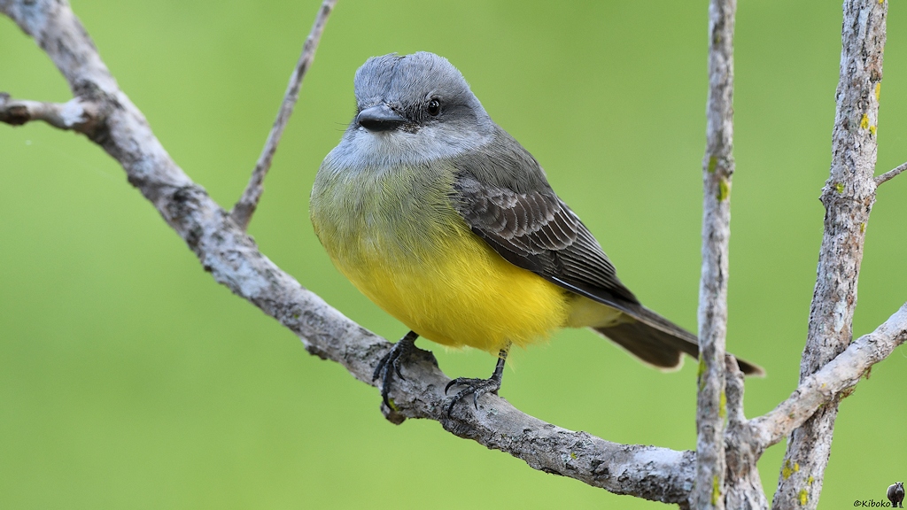 Kleiner Vogel mit grün-braunem Rücken, gelbem Bauch und grauen Kopf sitzt auf einem Ast