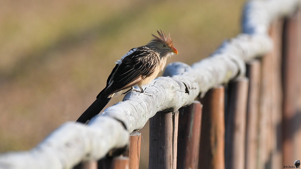 Mitelgroßer Vogel mit schwarzem Rücken, beigem Bauch und kupferfarbenen, abtehenden Kopffedern sitzt auf einem Geländer