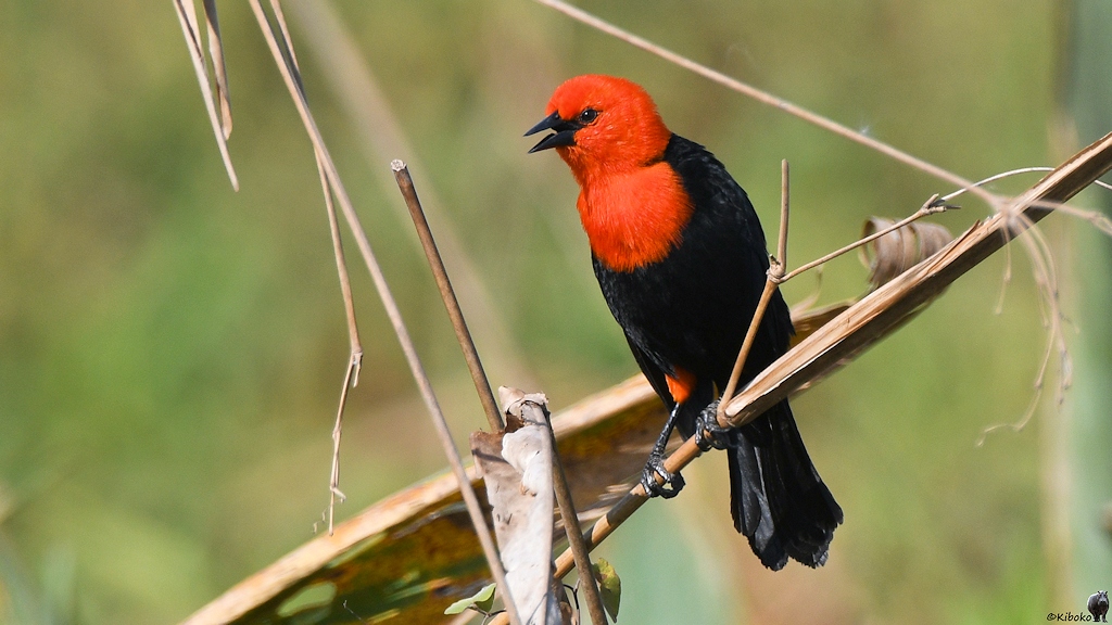 Mittelgroßer, schwarzer Vogel mit rotem Kopf, rotr Kehle, schwarzem Schnabel und kleine schwarze Augenmaske