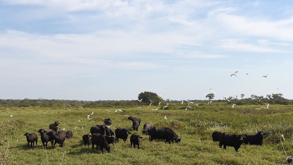 Eine Herde Wasserbüffel stehen auf einer sumpfigen Wiesen. Kuhreiher fliegen auf.