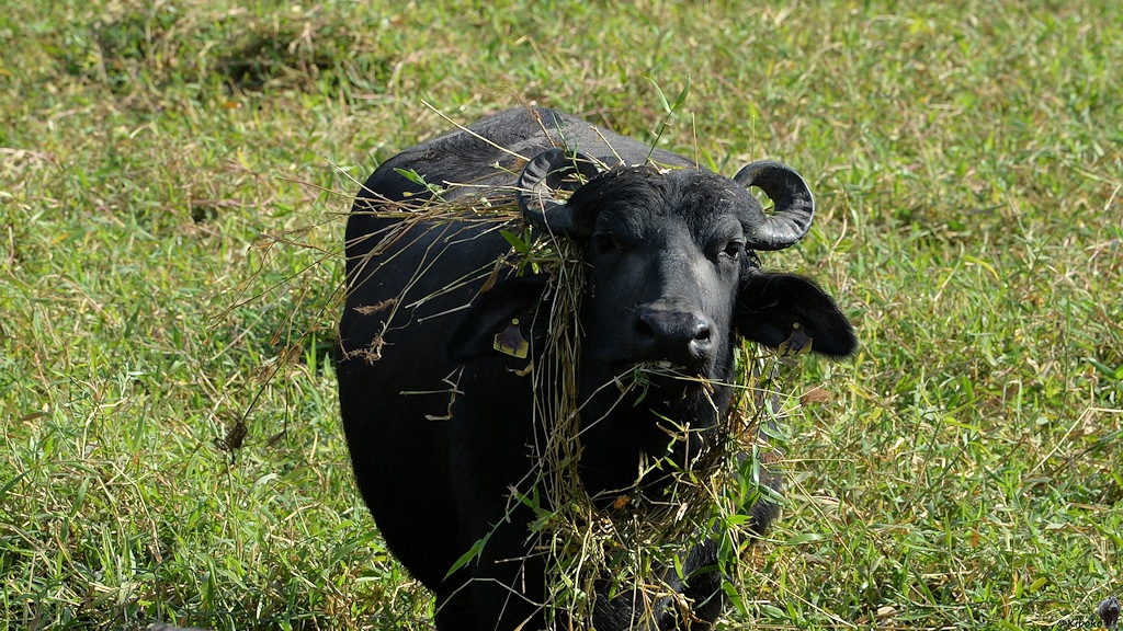 Wasserbüffel mit Umhang aus Gras