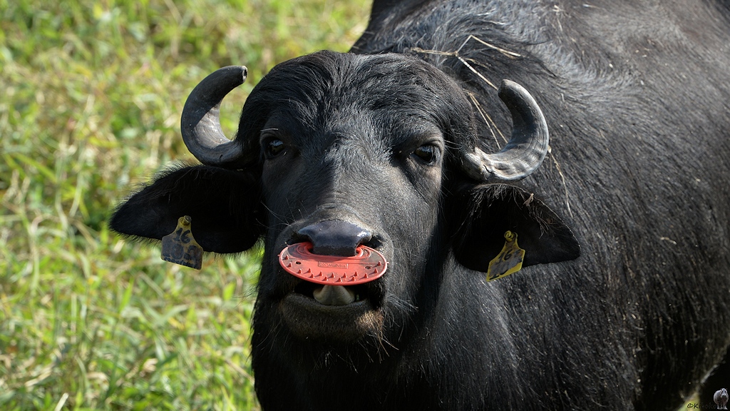 Porträt eines Wasserbüffels mit rotem Nasenring aus Plastik